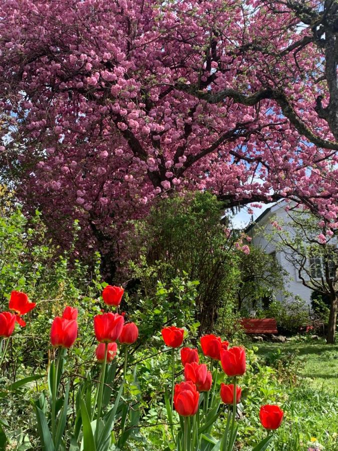 Au Jardin Bed & Breakfast Zuchwil Dış mekan fotoğraf