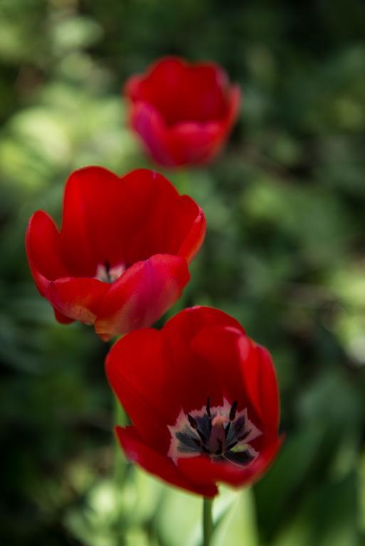 Au Jardin Bed & Breakfast Zuchwil Dış mekan fotoğraf