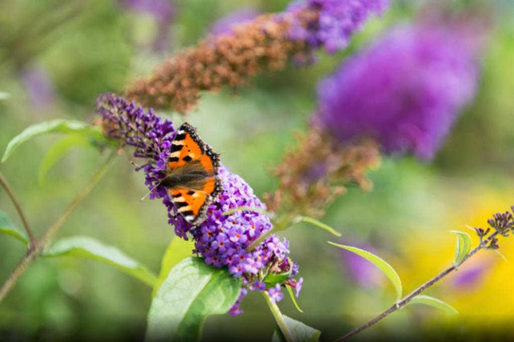 Au Jardin Bed & Breakfast Zuchwil Dış mekan fotoğraf